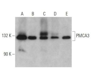 PMCA3 Antibody (G-6) - Western Blotting - Image 358610 