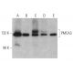 PMCA3 Antibody (G-6) - Western Blotting - Image 358610 