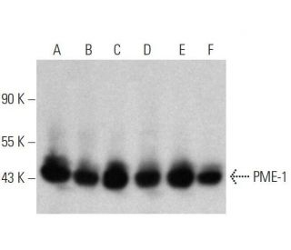 PME-1 Antibody (B-12) - Western Blotting - Image 358640 