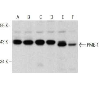 PME-1 Antibody (E-8) - Western Blotting - Image 358635 