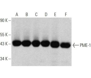 PME-1 Antibody (F-6) - Western Blotting - Image 358638 