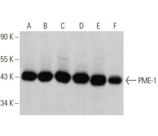 PME-1 Antibody (A-10) - Western Blotting - Image 358636