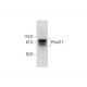 Pmel17 Antibody (C-2) - Western Blotting - Image 292068