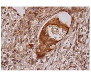 PMF-1 Antibody (B-5) - Immunohistochemistry - Image 284899 
