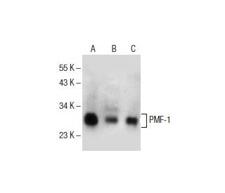 PMF-1 Antibody (D-6) - Western Blotting - Image 154675 
