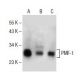 PMF-1 Antibody (D-6) - Western Blotting - Image 154675 