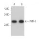 PMF-1 Antibody (D-6) - Western Blotting - Image 366816