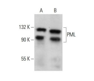 western blotting image from recommended PML (E-11) monoclonal antibody replacement. Image 375506