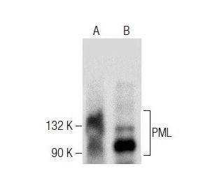 PML Antibody (G-8) - Western Blotting - Image 283629 