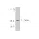 PMM2 Antibody (2A5) - Western Blotting - Image 352130 