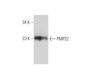 PMP22 Antibody (B-6) - Western Blotting - Image 344706