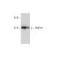 PMP22 Antibody (B-6) - Western Blotting - Image 344706