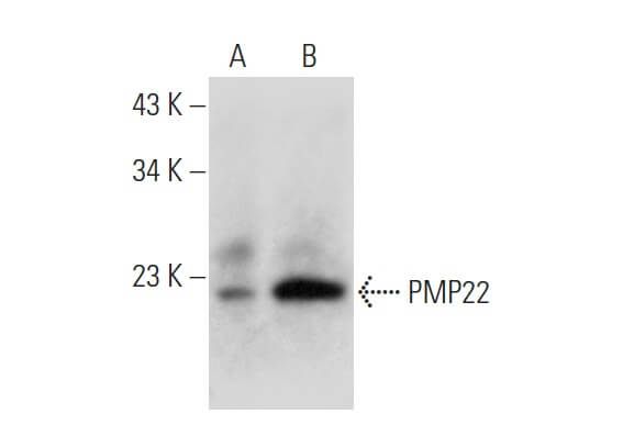 PMP22 Antibody (G-6) | SCBT - Santa Cruz Biotechnology