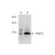 PMP22 Antibody (G-6) - Western Blotting - Image 344473