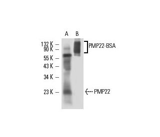 PMP22 Antibody (PMP22H1) - Western Blotting - Image 16378