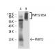 PMP22 Antibody (PMP22H1) - Western Blotting - Image 16378