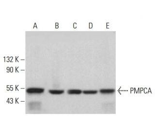 PMPCA Antibody (F-4) - Western Blotting - Image 381318