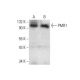 PMR1 Antibody (G-9) - Western Blotting - Image 139271