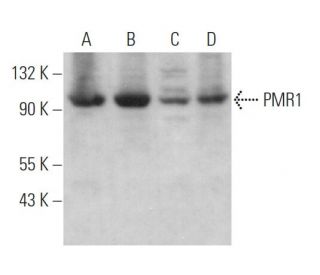 western blotting image from recommended PMR1 (G-9) monoclonal antibody replacement. Image 369916