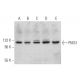 This polyclonal antibody has been discontinued. See our recommended <a href="pms1-antibody-e-3">PMS1 (E-3)</a> monoclonal antibody (sample data shown). western blotting image from recommended PMS1 (E-3) monoclonal antibody replacement. Image 345904