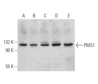 PMS1 Antibody (E-3) - Western Blotting - Image 345904 