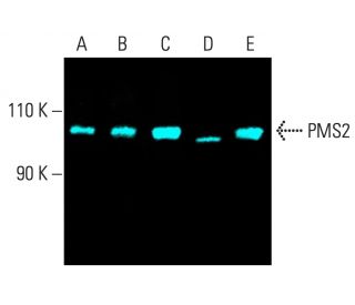 western blotting image from recommended PMS2 (B-3) monoclonal antibody replacement. Image 402177