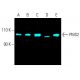 western blotting image from recommended PMS2 (B-3) monoclonal antibody replacement. Image 402177
