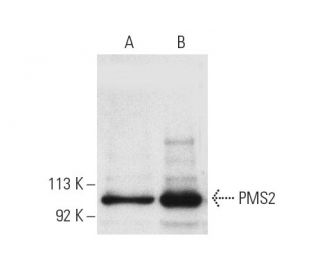 PMS2 Antibody (B-3) - Western Blotting - Image 388 