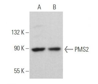 PMS2 Antibody (B-3) - Western Blotting - Image 363179