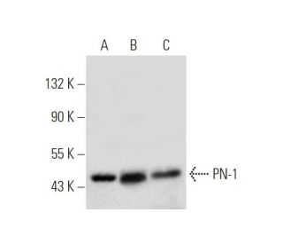 PN-1 Antibody (C-12) - Western Blotting - Image 319591 