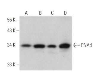 PNAd Antibody (E-11) - Western Blotting - Image 370845 