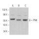 PNK Antibody (A-4) - Western Blotting - Image 362855