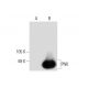 PNK Antibody (F-3) - Western Blotting - Image 133513 