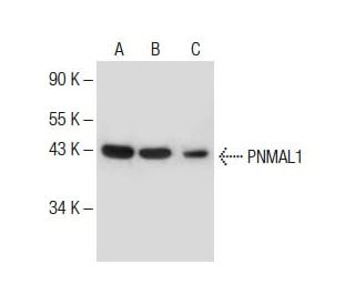 PNMAL1 Antibody (D-4) - Western Blotting - Image 285037 
