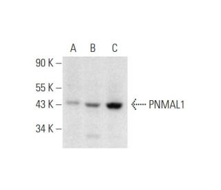 PNMAL1 Antibody (D-7) - Western Blotting - Image 332801