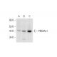 PNMAL1 Antibody (D-7) - Western Blotting - Image 332801