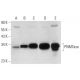 PNMTase Antibody (C-7) - Western Blotting - Image 300142 