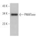 PNMTase Antibody (C-7) - Western Blotting - Image 370106