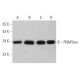 PNMTase Antibody (C-7) - Western Blotting - Image 370111 