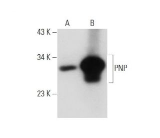 PNP Antibody (D-11) - Western Blotting - Image 137702 