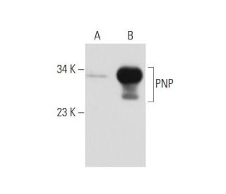PNP Antibody (D-8) - Western Blotting - Image 138340 