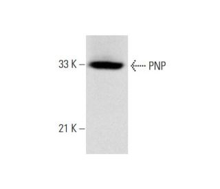 PNP Antibody (H-7): sc-365081