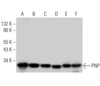 PNP Antibody (H-7) - Western Blotting - Image 366130 