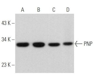 PNP Antibody (D-8) - Western Blotting - Image 366115