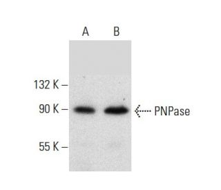 PNPase Antibody (A-4) - Western Blotting - Image 135767