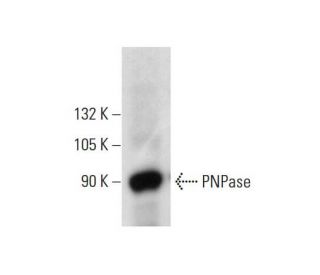 PNPase Antibody (C-5) - Western Blotting - Image 137620