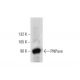 PNPase Antibody (C-5) - Western Blotting - Image 137620