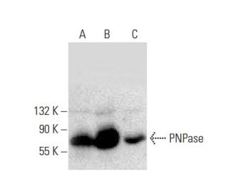 PNPase Antibody (D-1): sc-271479