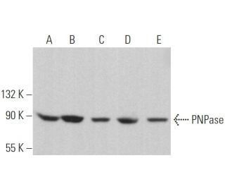PNPase Antibody (D-1) - Western Blotting - Image 364301 