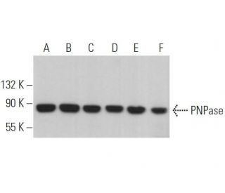 PNPase Antibody (G-11) - Western Blotting - Image 364306 